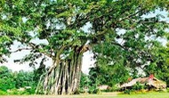 Trả lời kiến nghị của cử tri tỉnh Tuyên Quang về việc đầu tư tôn tạo các di tích nổi tiếng để phát triển thành khu du lịch lịch sử