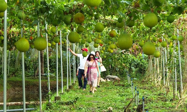 Khai thác tiềm năng du lịch nông nghiệp tại Hậu Giang