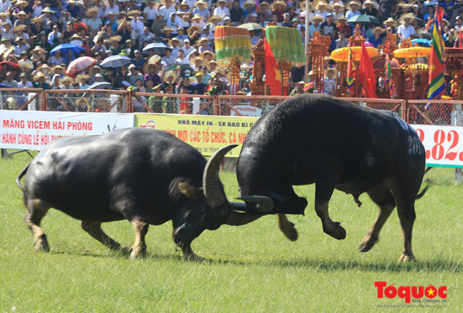 Lễ hội chọi trâu Đồ Sơn 2019: Kiểm tra số đo, thông số kỹ thuật và các điều kiện bảo đảm tiêu chuẩn, chất lượng trâu tham gia